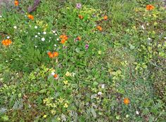 some orange and white flowers in the grass