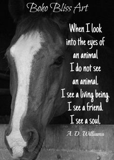 a black and white photo of a horse's face with the words bobo bliss art written on it