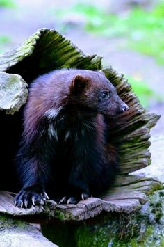 a brown and black animal sitting on top of a tree stump