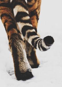 a tiger is walking in the snow with its paw on it's back legs