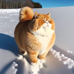 an orange and white cat standing in the snow with its eyes closed, looking up