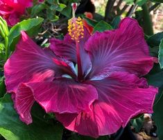 a large purple flower with green leaves around it