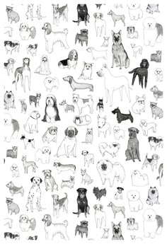 black and white drawing of many different types of dogs on a white background, with one dog looking at the camera