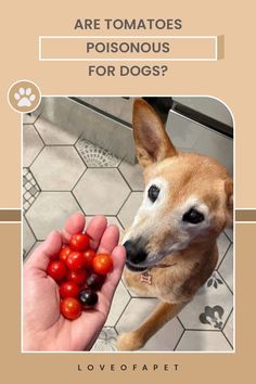 Are Tomatoes Poisonous for Dogs?