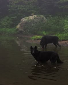 two black dogs are wading in the water