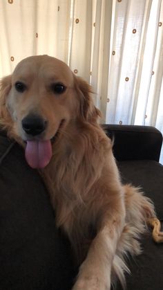 a golden retriever laying on the back of a couch with its tongue hanging out