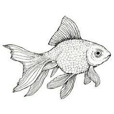 a black and white drawing of a goldfish on a white background with the words, how to draw a goldfish