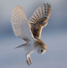 an owl flying in the sky with its wings spread