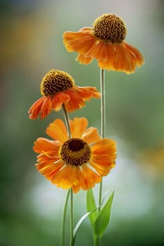 three orange flowers with green stems in the foreground