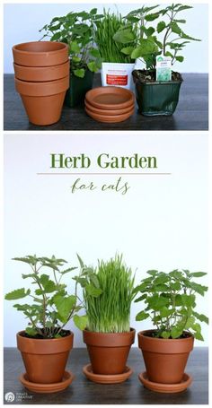 several potted plants are shown with the words herb garden for cats