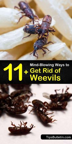 some brown bugs are on top of bananas and the words 11 mind - blowing ways to get rid of weeviss