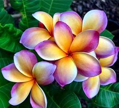 a bunch of flowers that are on some leaves