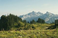 a grassy field with trees and mountains in the background