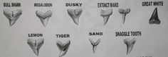 an old poster with different types of teeth and their names in black on white paper