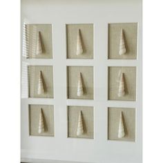 six seashells mounted on the wall in a white frame