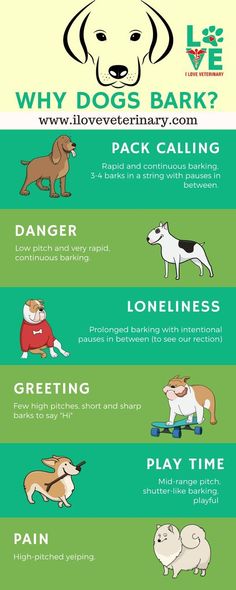 why dogs bark? Puppy Life, Behavior Tips, Stop Dog Barking, Dog Body Language, Dog Training Ideas, Doggie Daycare, Dogs Tips, Barking Dog, Basic Dog Training