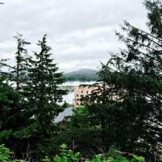 trees and water in the distance on a cloudy day