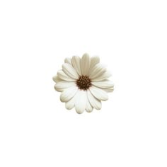 a single white flower on a white background