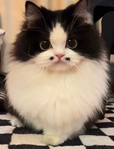 a black and white cat sitting on top of a checkered floor