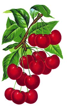 a painting of cherries on a branch with leaves