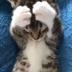 a kitten laying on top of a blue blanket with its paws in the air and it's eyes closed