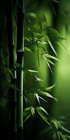 an image of some bamboo trees in the dark