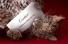 a cat with its paw on a piece of paper that says, cartier wishes you a happy new year