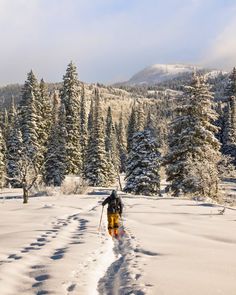 a man riding skis down a snow covered slope next to pine trees in the background