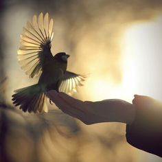 a hand holding a small bird in front of the camera with its wings spread out