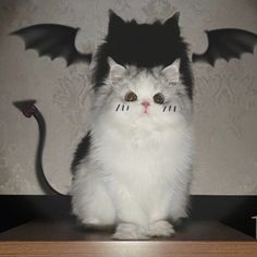 a black and white cat sitting on top of a table with a bat drawn on it's face