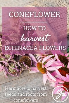 pink flowers with the words, how to harvest echinacea flowers