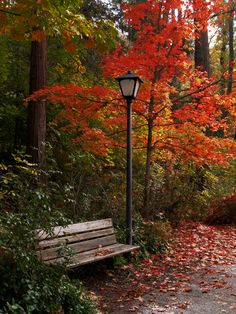 a park bench sitting next to a lamp post in the middle of a forest filled with trees