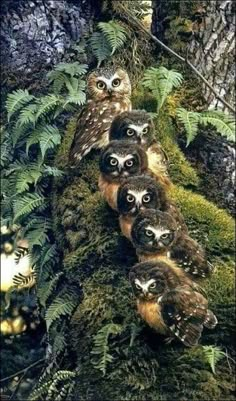 a group of owls sitting on top of a moss covered tree