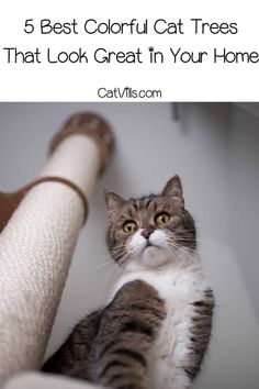 a gray and white cat sitting on top of a scratching post