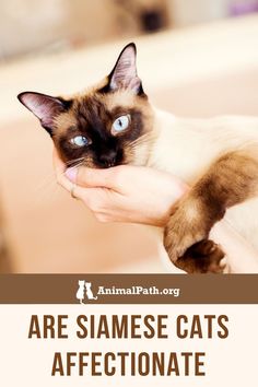 a siamese cat is being held by someone's hand with the caption, are siamese cats affectionate?