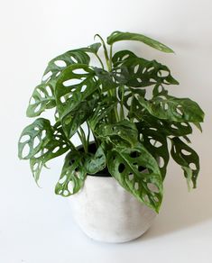 a potted plant sitting on top of a white table