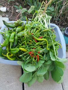 green peppers and other vegetables are in a blue bowl on the ground next to some plants