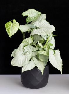 there is a potted plant with green leaves in it's black vase on the table