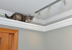 a cat that is sitting on top of a ceiling