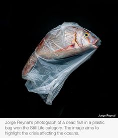 a fish in a plastic bag with the caption'jorgo fennali's photography of a dead fish in a plastic bag won '