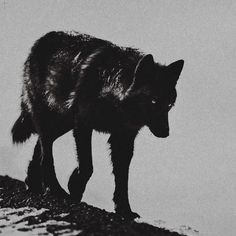 a black and white photo of a wolf walking on the ground with it's head down