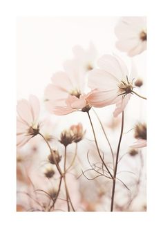 pink flowers are in the foreground, with white and brown petals behind them on a light colored background