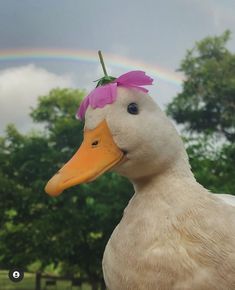 a white duck with a pink flower on it's head and a rainbow in the background