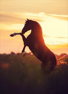 a horse is jumping in the air with its front legs spread out as the sun sets