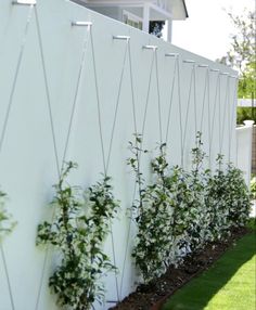 some plants are growing on the side of a white fence