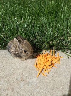 a small rabbit eating carrots on the ground