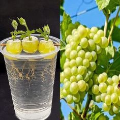 grapes are in a plastic cup on the left and right side, with green leaves on the right