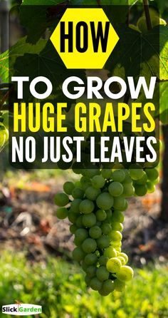 grapes hanging from a vine with the words how to grow huge grapes no just leaves