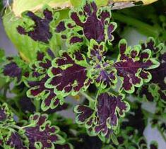 some green and purple plants with leaves