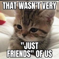 a kitten sitting on top of a bed with the caption that was'very just friends'of us